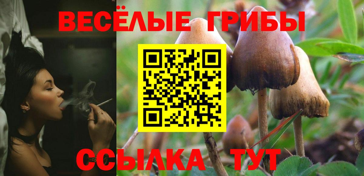 купить наркотик  Псилоцибиновые грибы Cubensis  Вход с VPN  Приморско-Ахтарск  Псилоцибиновые грибы MAGIC MUSHROOMS 